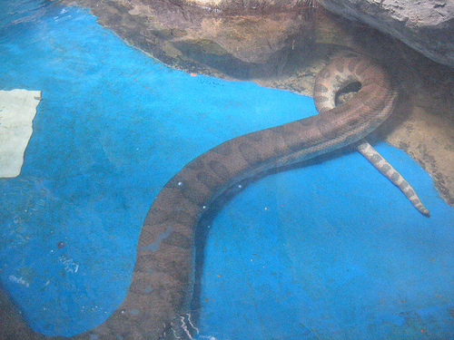 Anaconda Raksasa
