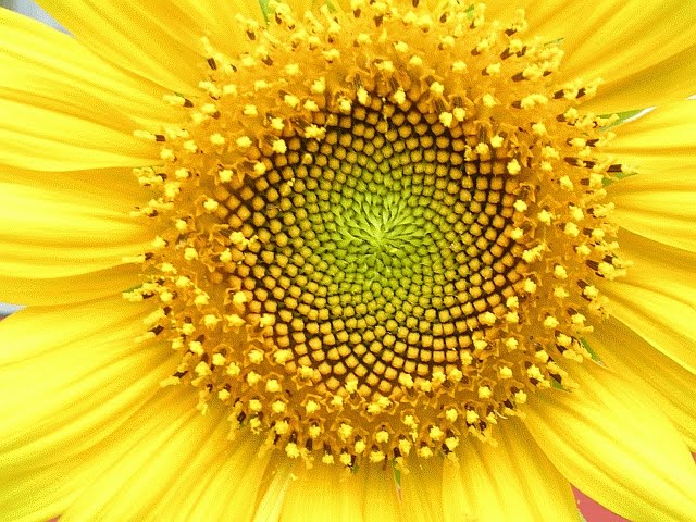 pola bunga matahari