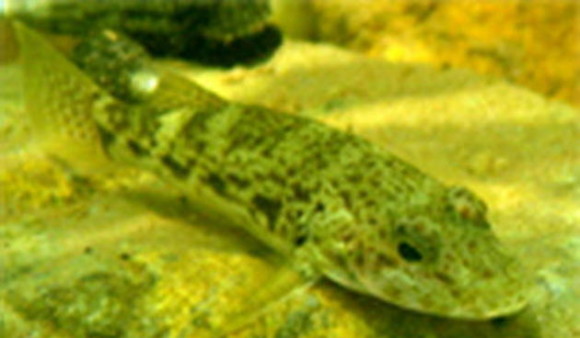 Ikan Buttini di Danau Matano