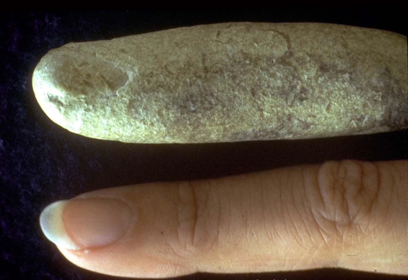 fosil jari manusia “modern” berusia lebih dari 100 juta tahun!!